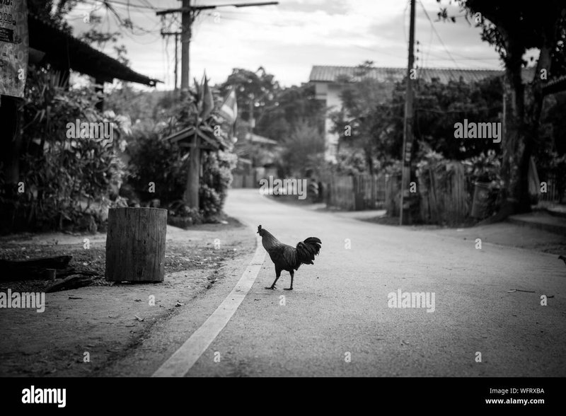 Netherlands - chicken road gokkast