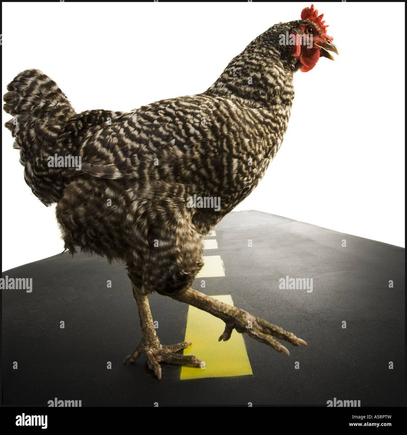 Jugar chicken road in Spain